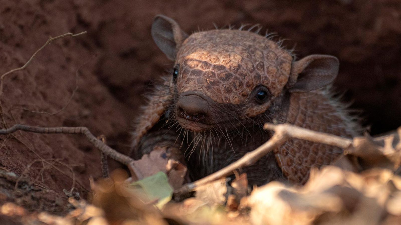 armadillo 4 armadillo 4