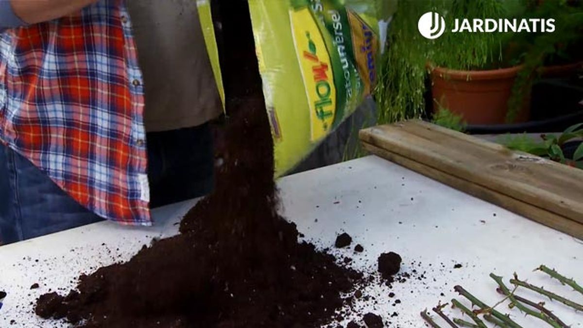 tierra organica para el sustrato para enraizamiento esquejes hortensia deco 645 jardin