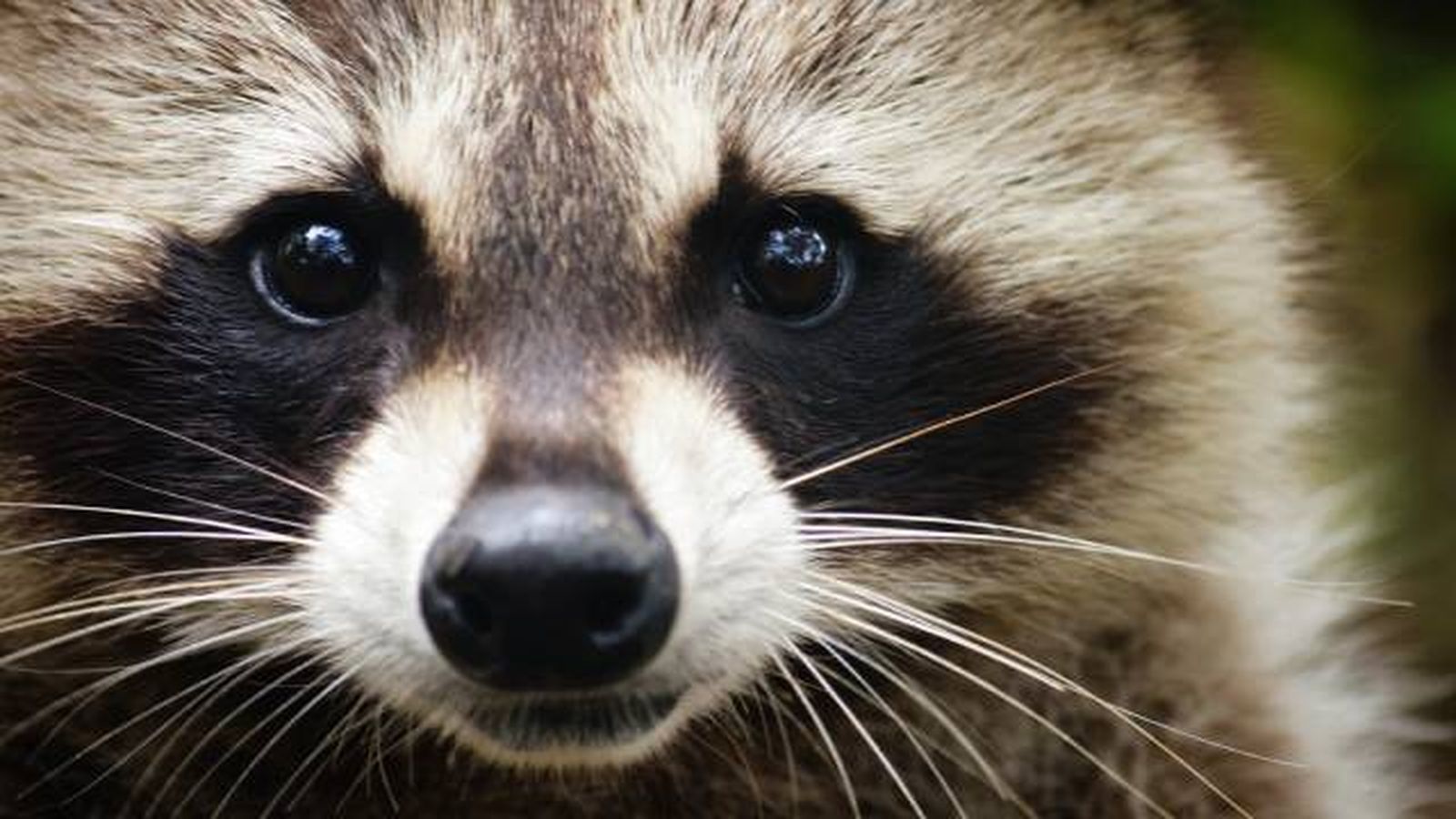 especies exoticas invasoras espana mapaches especies exoticas invasoras espana mapaches