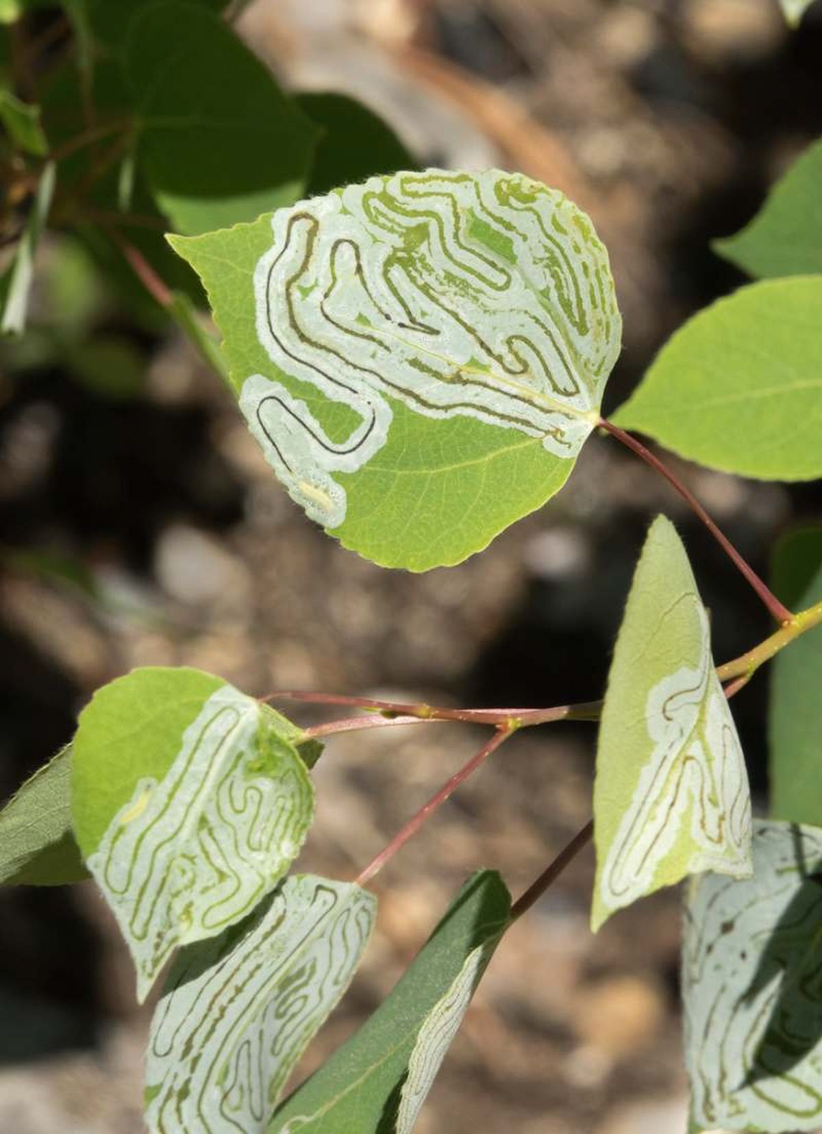 Cuanto menos diverso sea nuestro huerto, más fácil es su aparición
