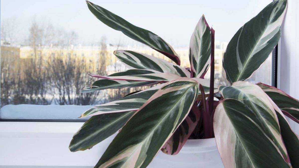 luz Stromanthe triostar