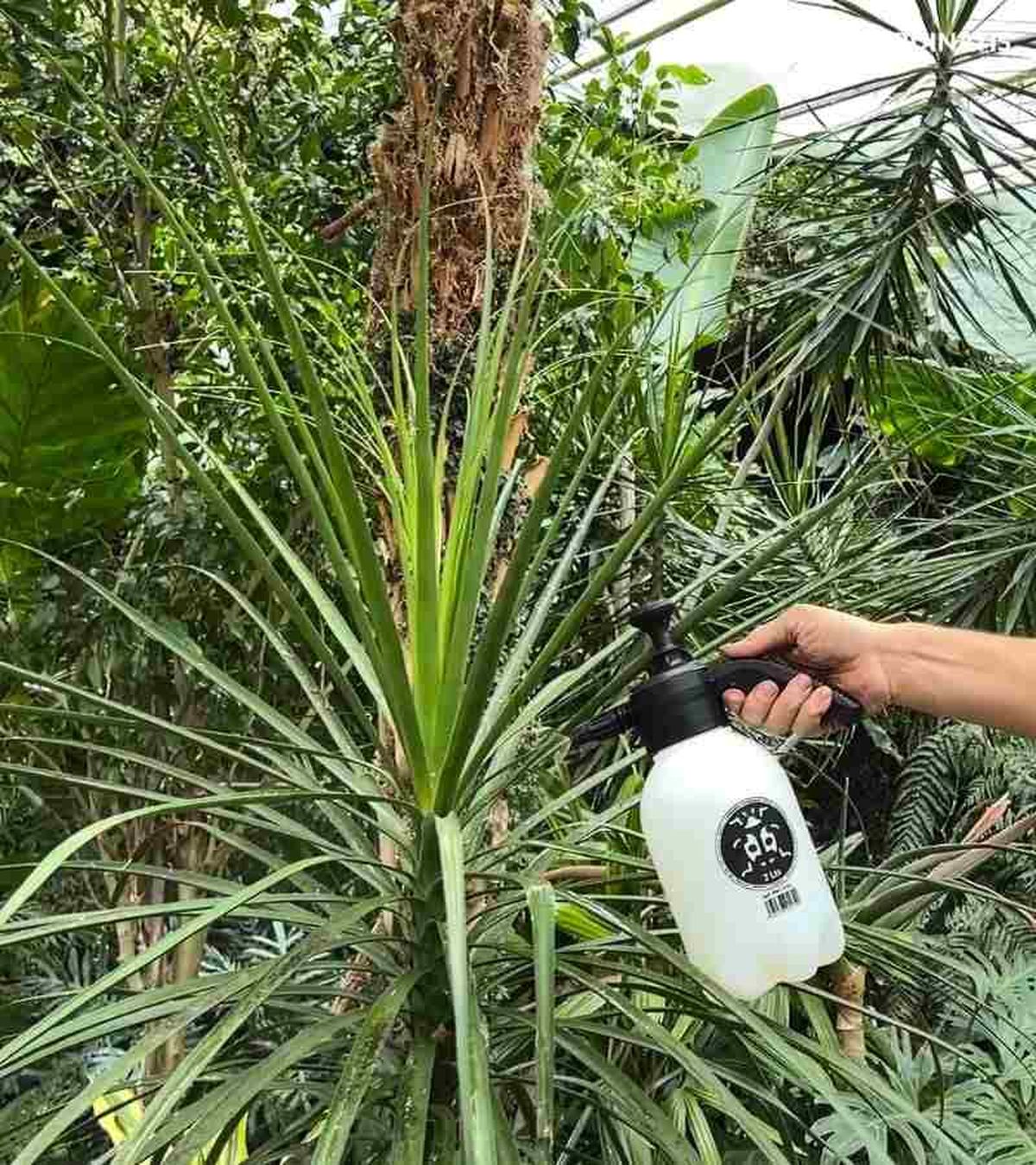 Pulverizaciones sobre pata de elefante