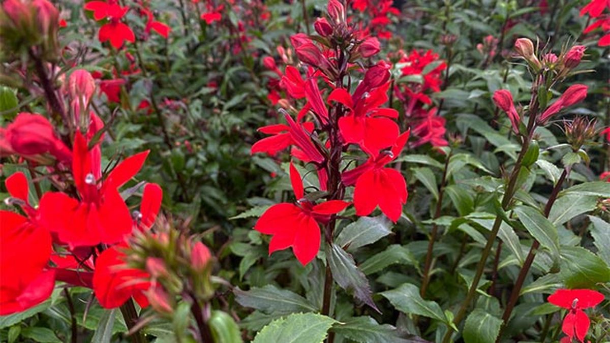 Lobelia cardinalis flor hasta noviembre