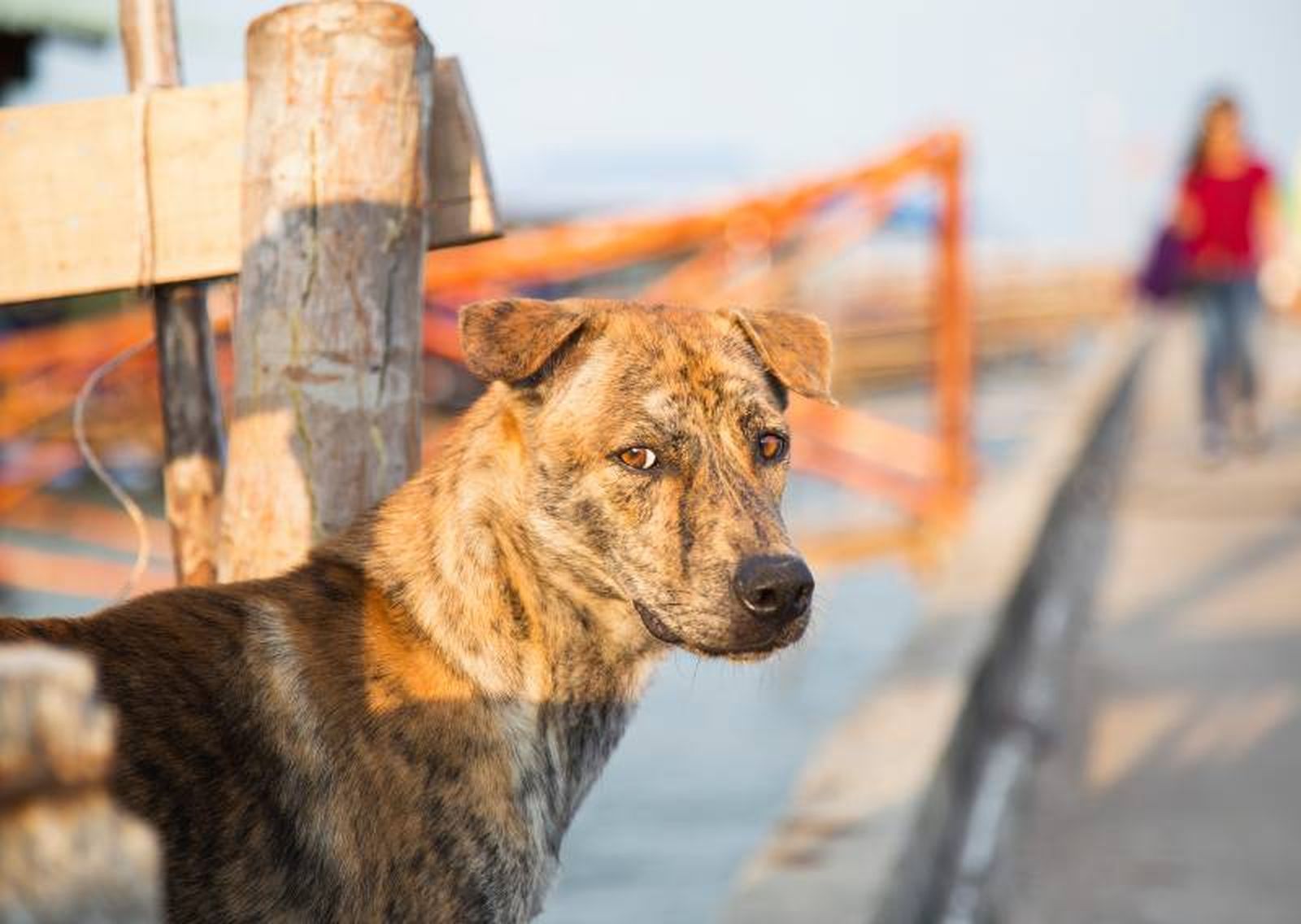 Su pelaje es liso y corto, además de ser un animal fuerte y tremendamente ágil.