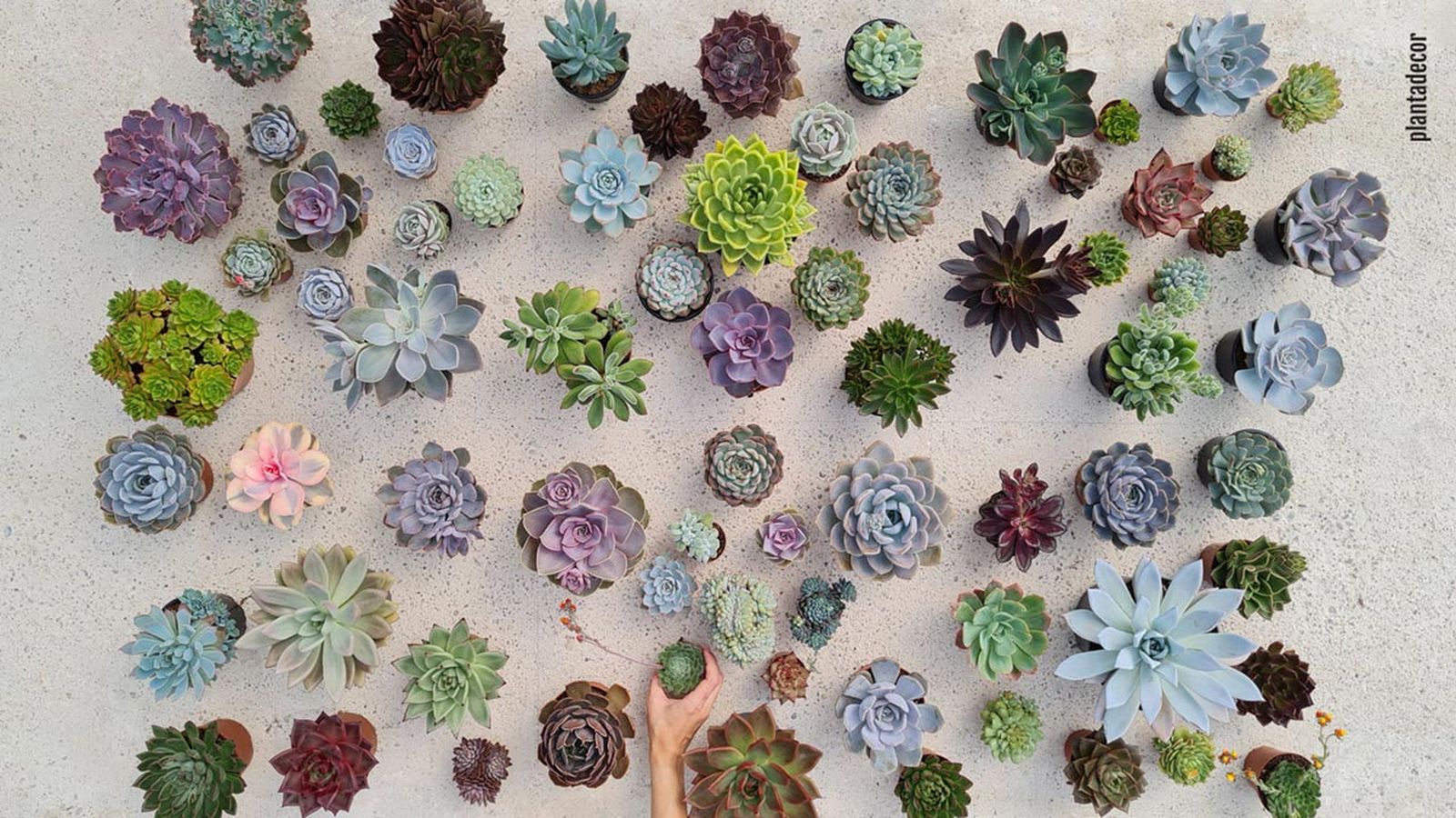 echeverias consejos para su cultivo y variedades plantadecor jardinatis xl echeverias consejos para su cultivo y variedades plantadecor jardinatis xl