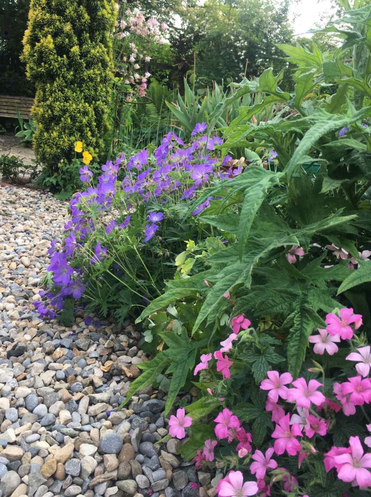 Geranium × johnsonii 'Johnson’s Blue' y Geranium nodosum L.