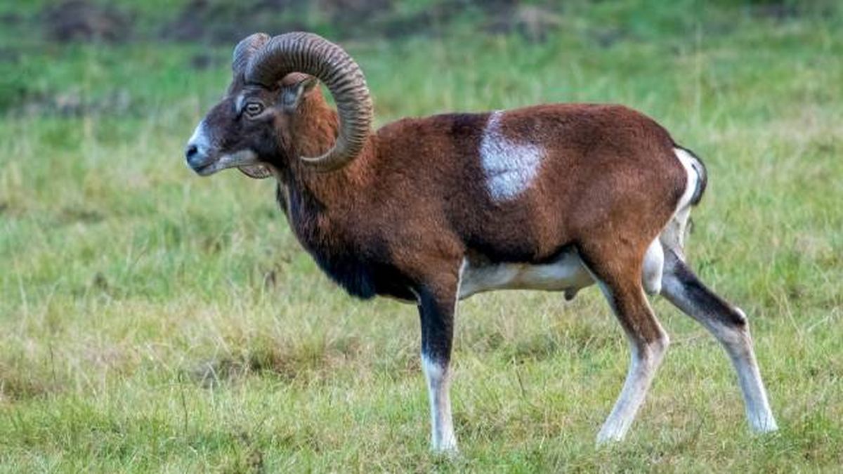 animales que empiezan por M muflon