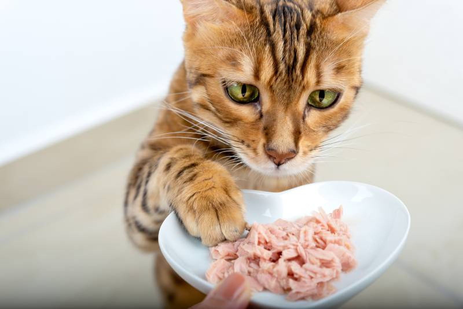 Lo mejor es proponer a tu pequeño peludo una dieta que combine la comida húmeda con la comida seca. Lo mejor es proponer a tu pequeño peludo una dieta que combine la comida húmeda con la comida seca.