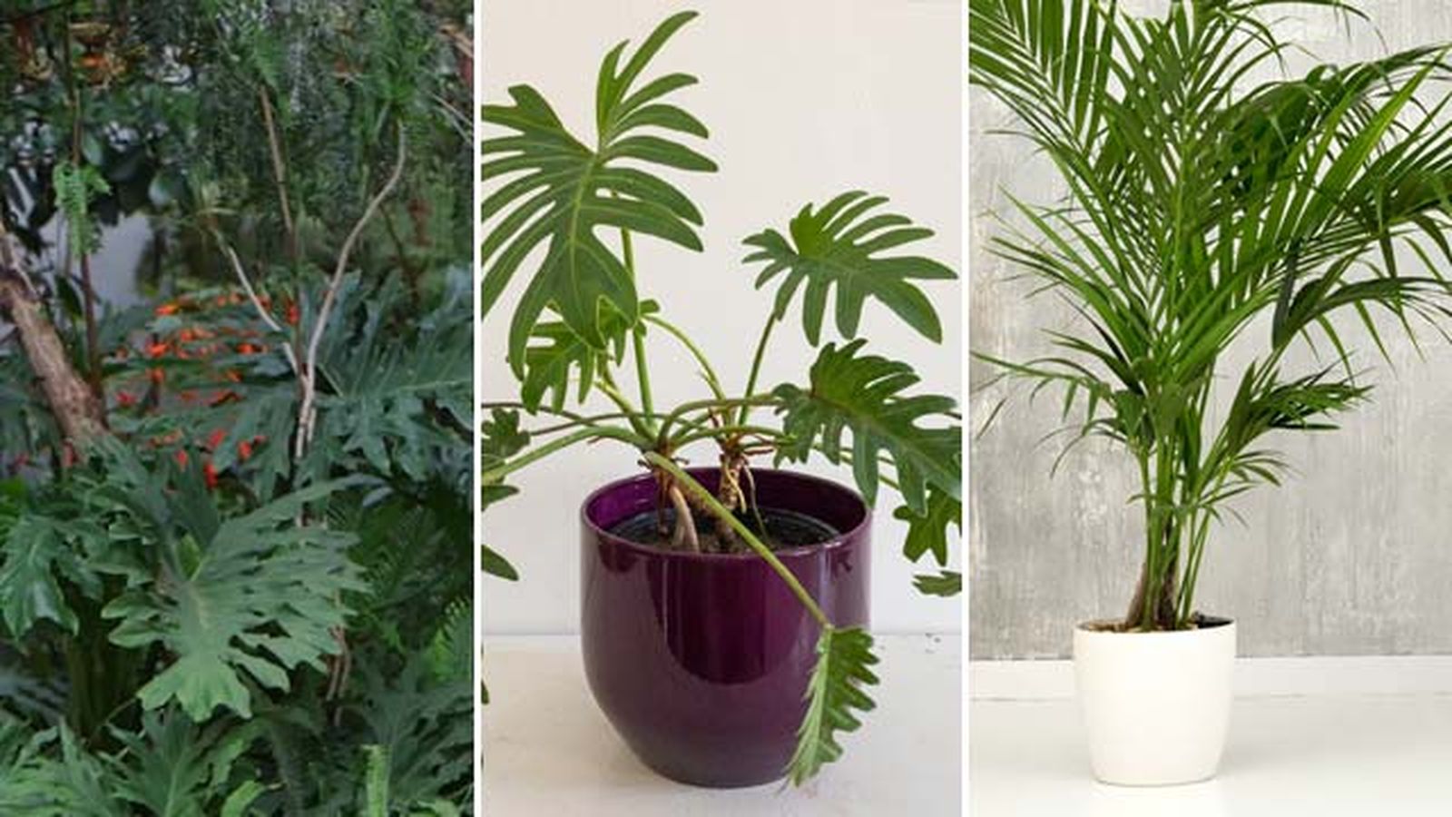 Philodendron bipinnatifidum philodendron xanadu kentia urban jungle Philodendron bipinnatifidum philodendron xanadu kentia urban jungle