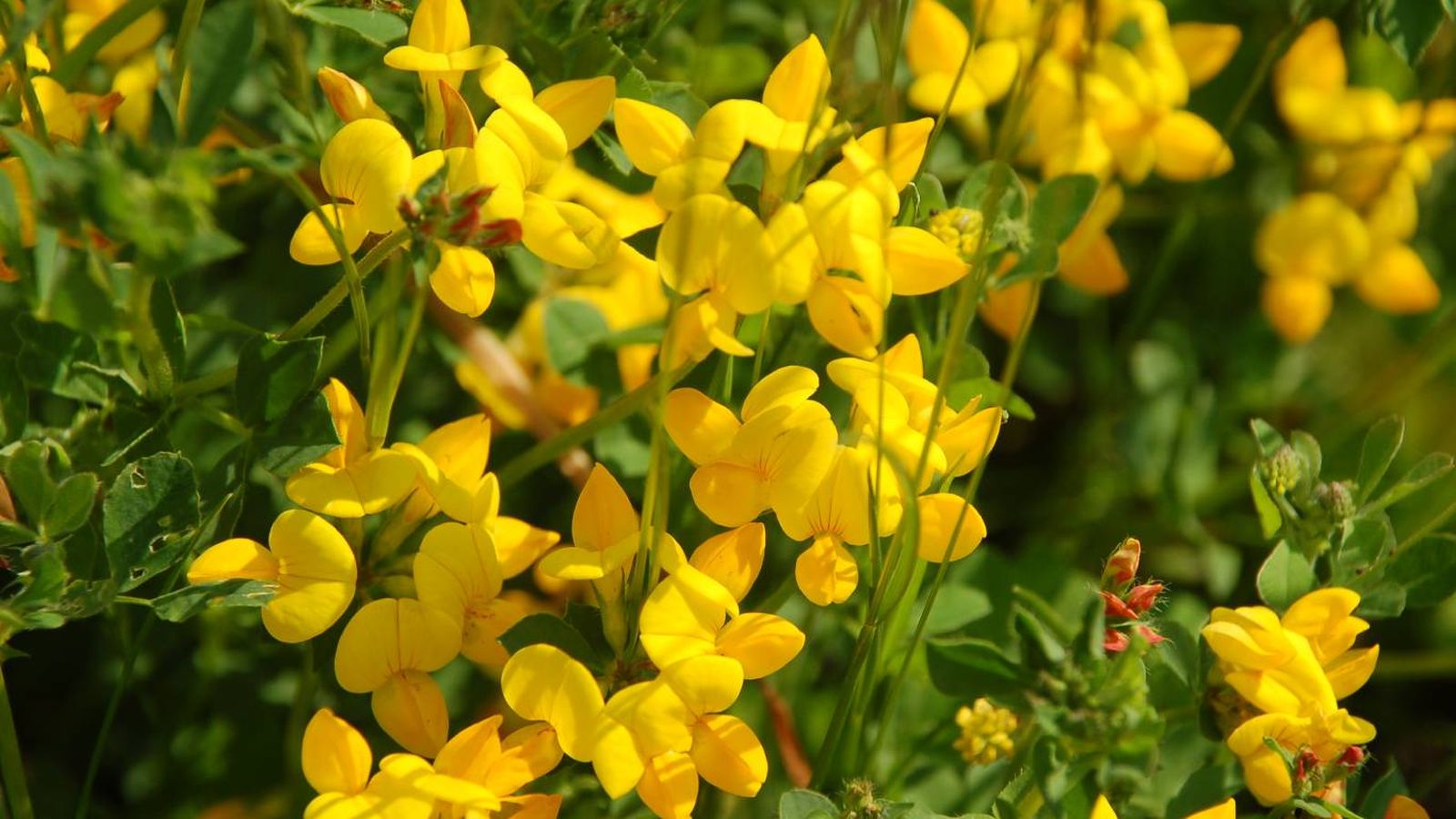 Flores silvestres para el jardín: Zapaticos de la virgen Flores silvestres para el jardín: Zapaticos de la virgen