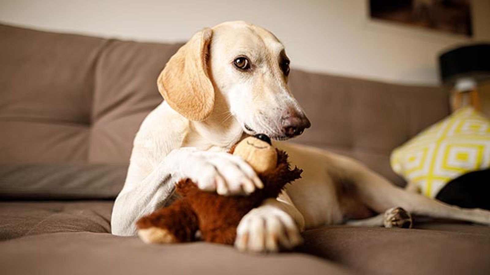 ansioliticos tranquilizantes perros sofa