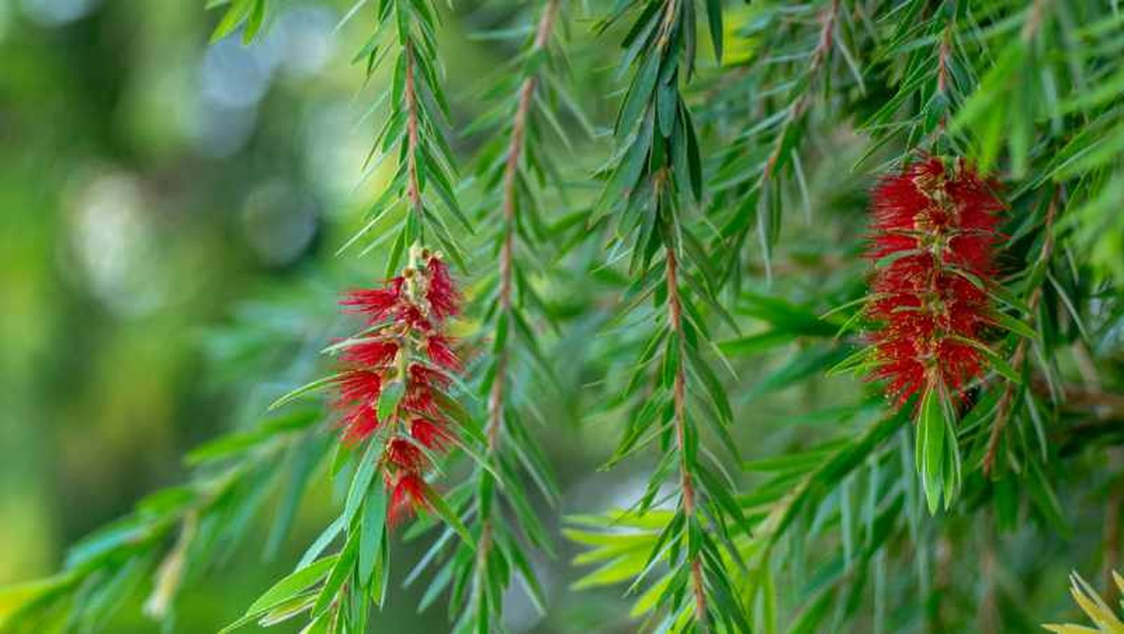 Hojas del Callistemon Hojas del Callistemon