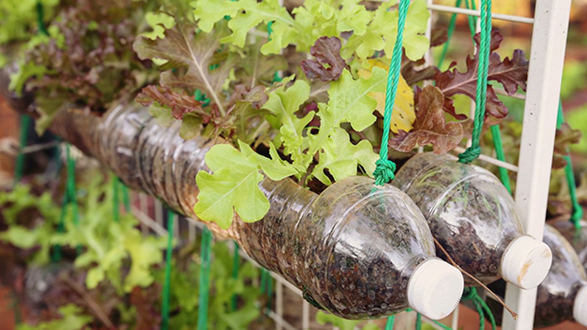 ventajas huerto vertical