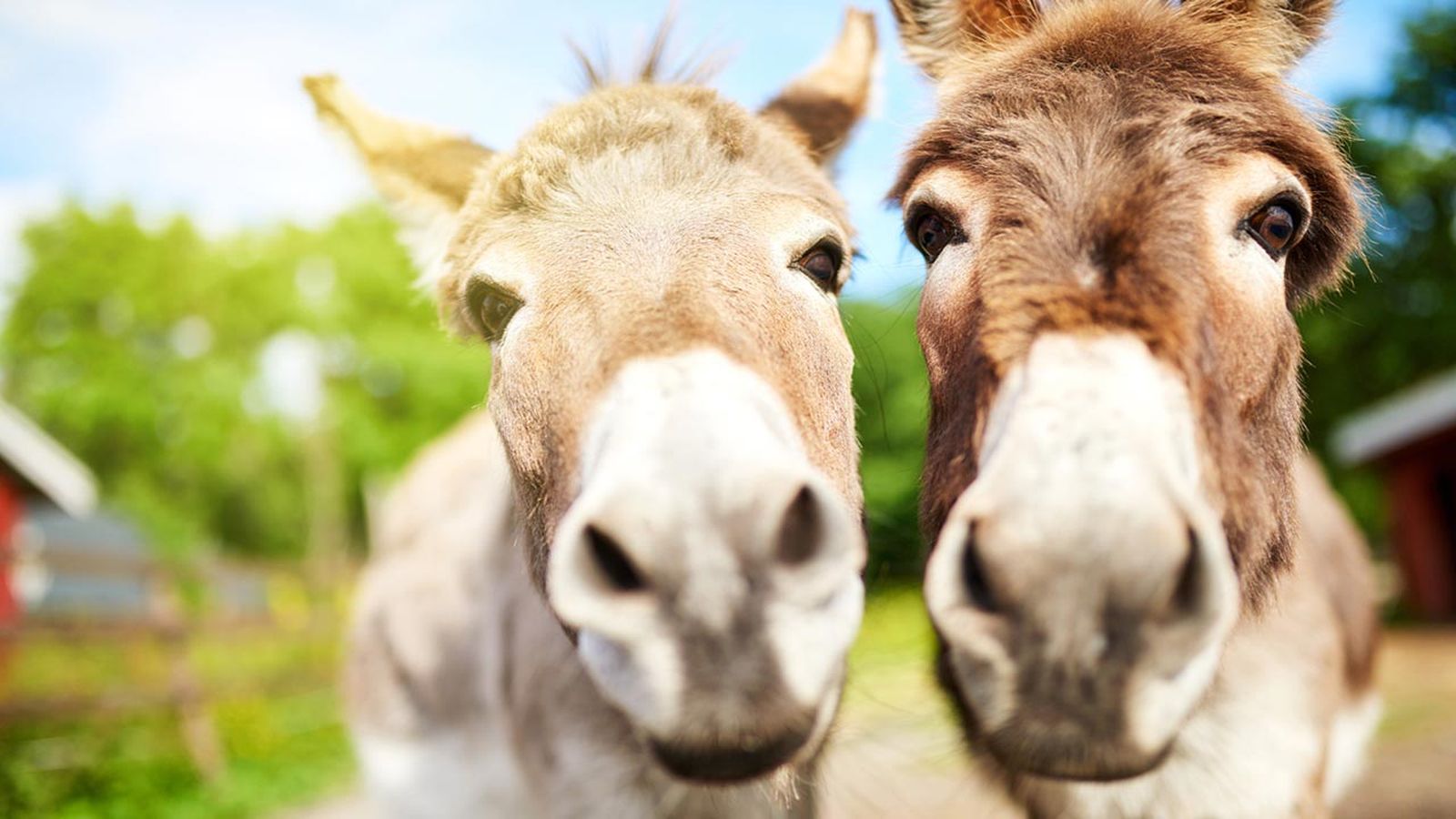 burros