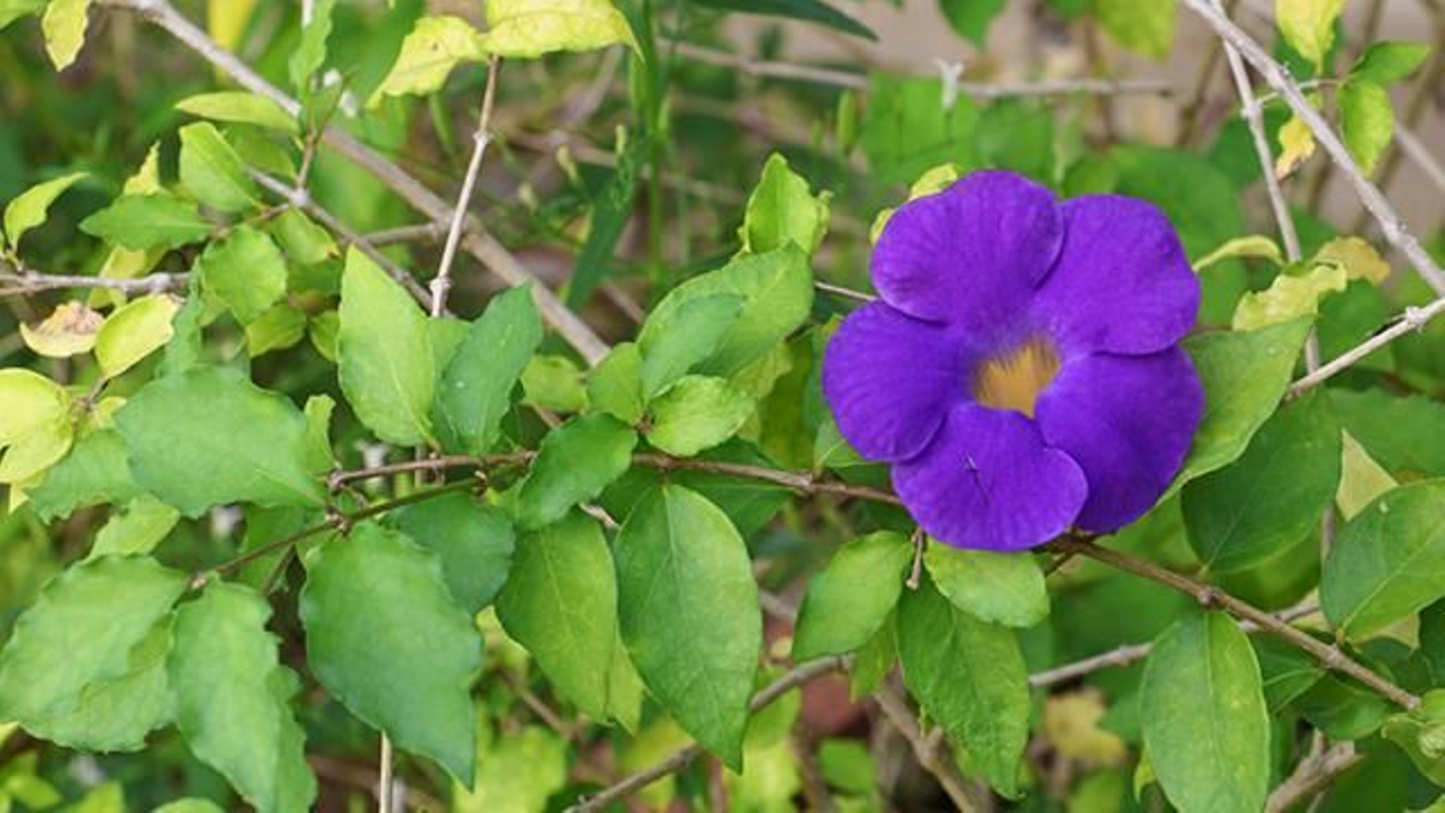 Thunbergia erecta