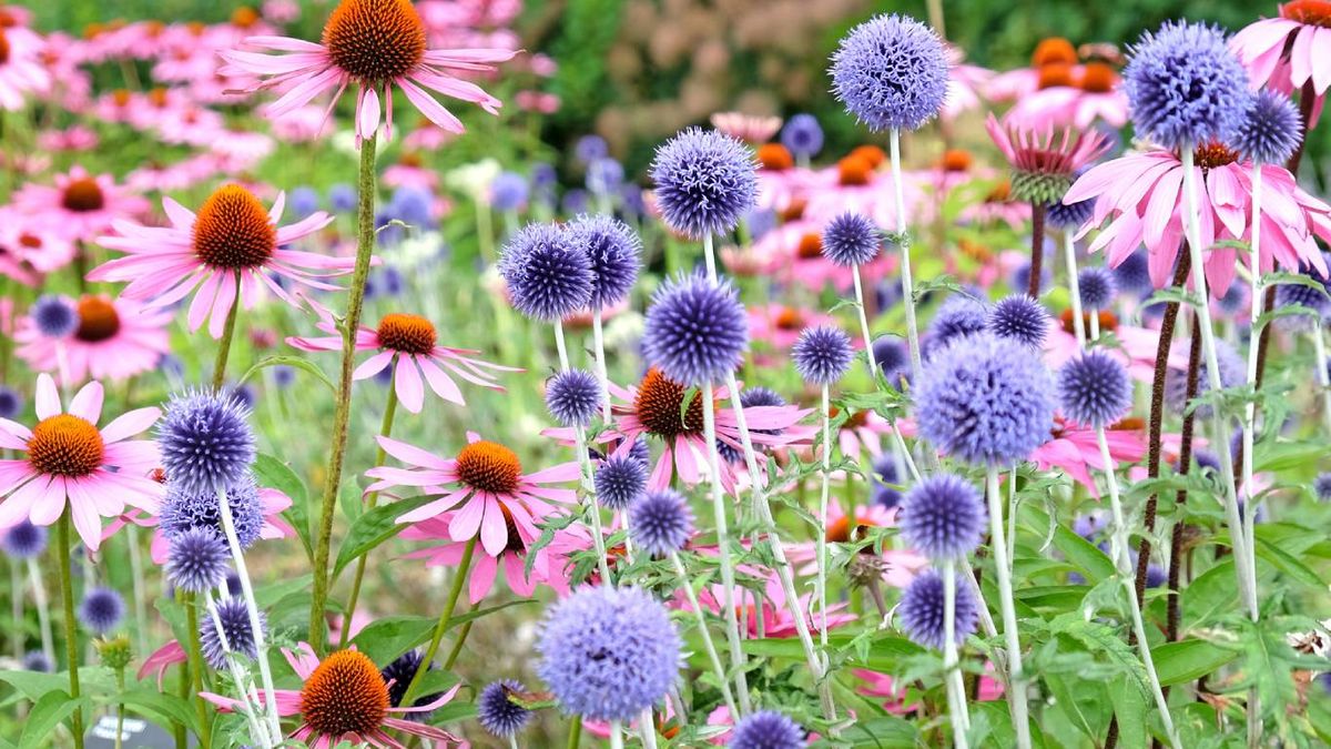 Flores silvestres para el jardín: Equinacea