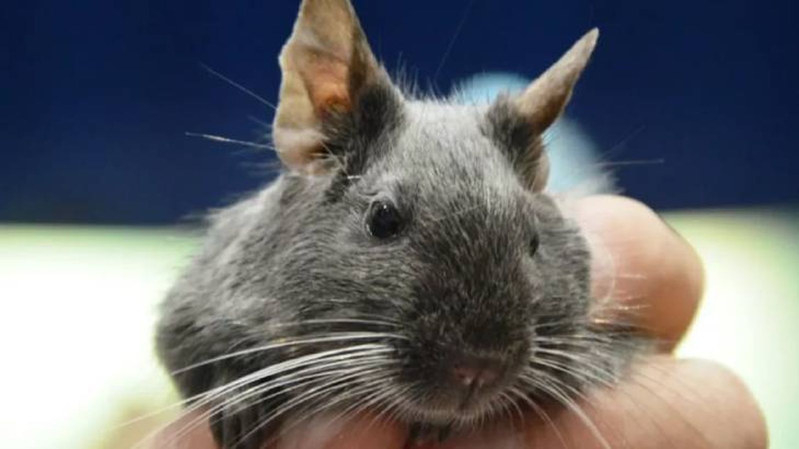 degu mascota 5 (1)