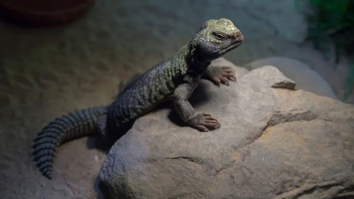 animales que empiezan por u uromastyx
