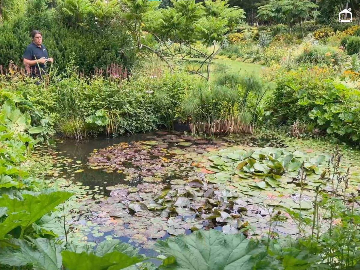 Los estanques de plantas son un gran refugio y hábitat para distintos animales.