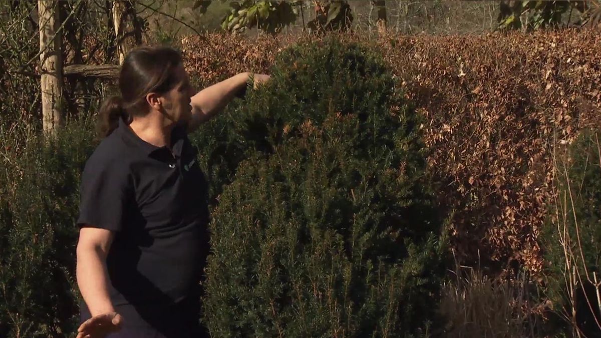 deco 764 jardin tejo follaje verde