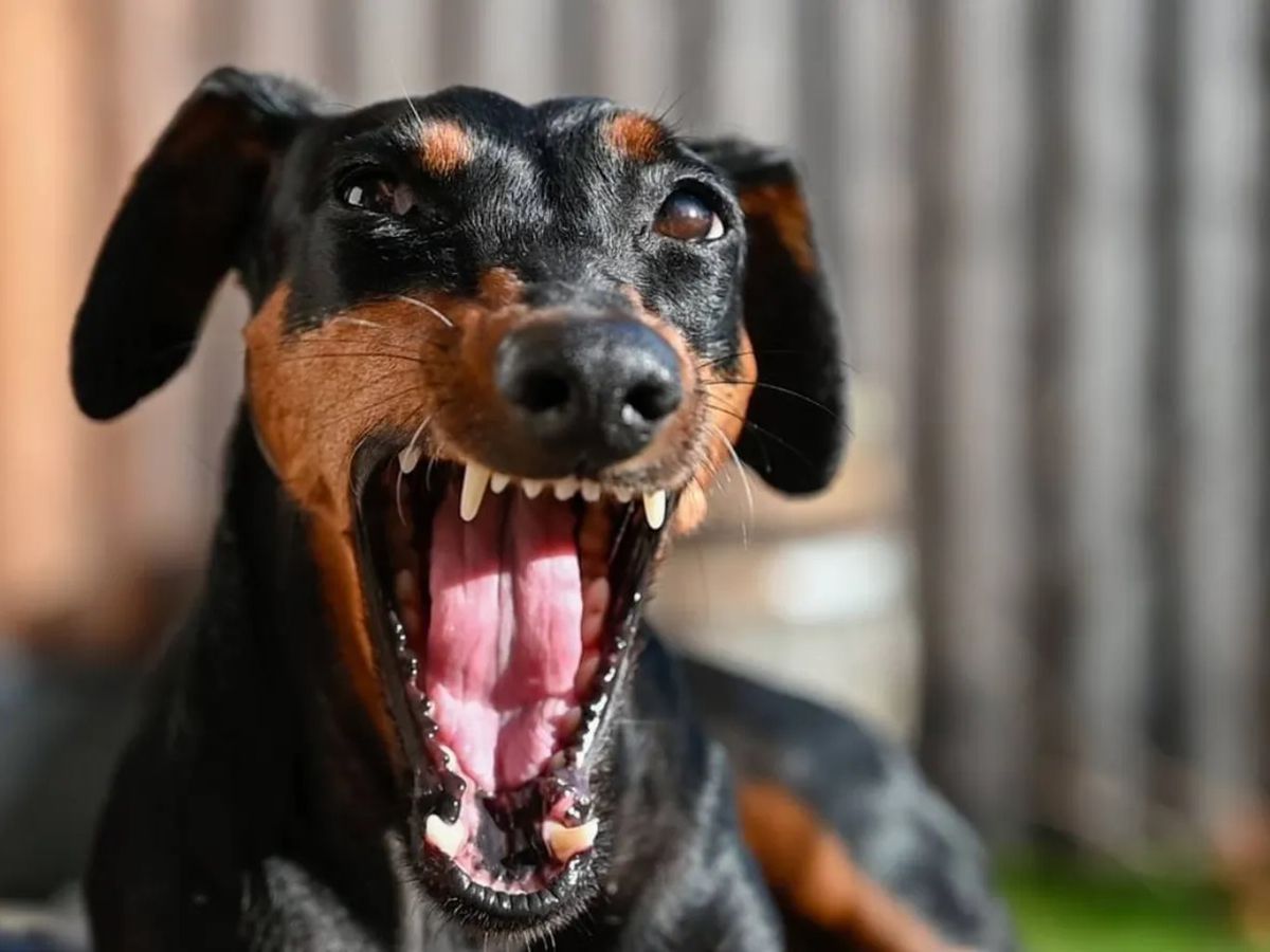 Los ladridos pueden ser una señal de miedo en los perros, aunque también pueden indicar otras emociones.