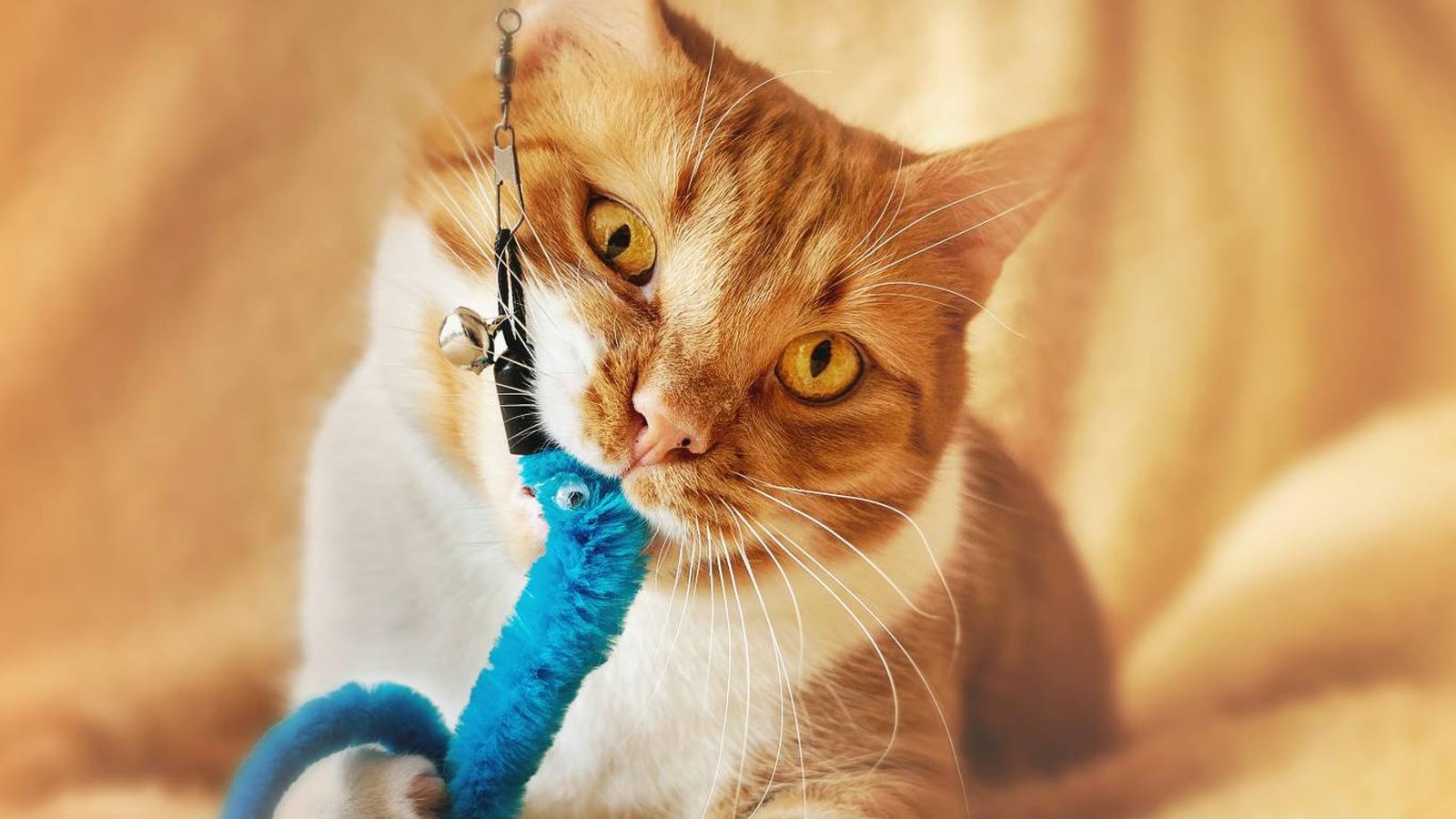 Cazar es una forma de que tu gato haga ejercicio Cazar es una forma de que tu gato haga ejercicio