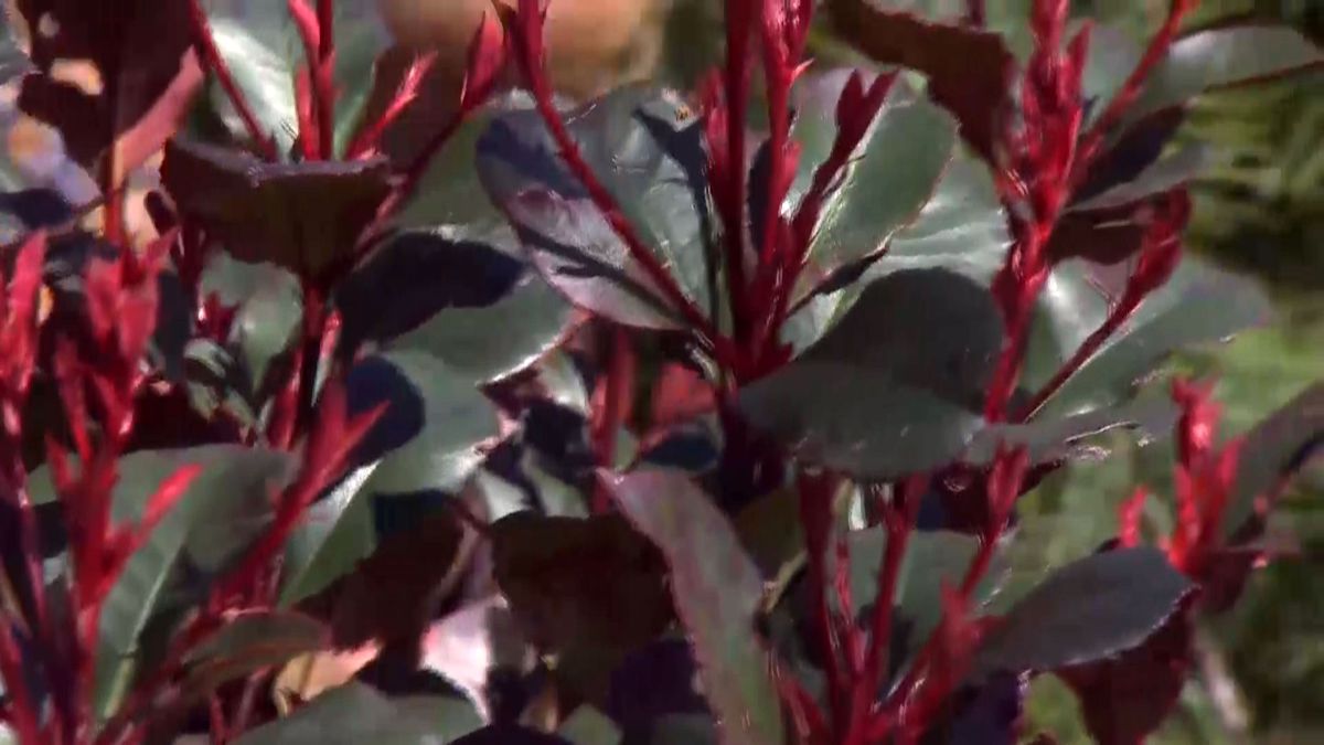 deco 688 photinia red robin little