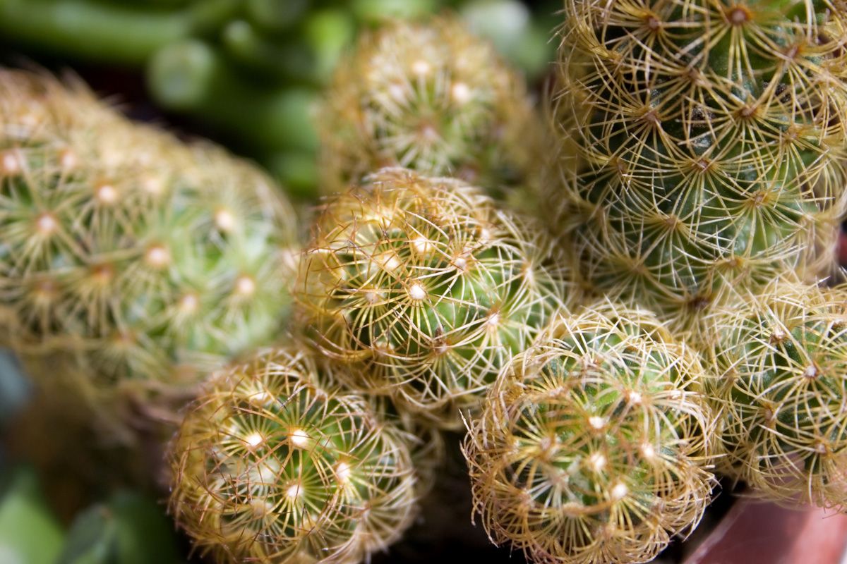 Cactus mamilaria