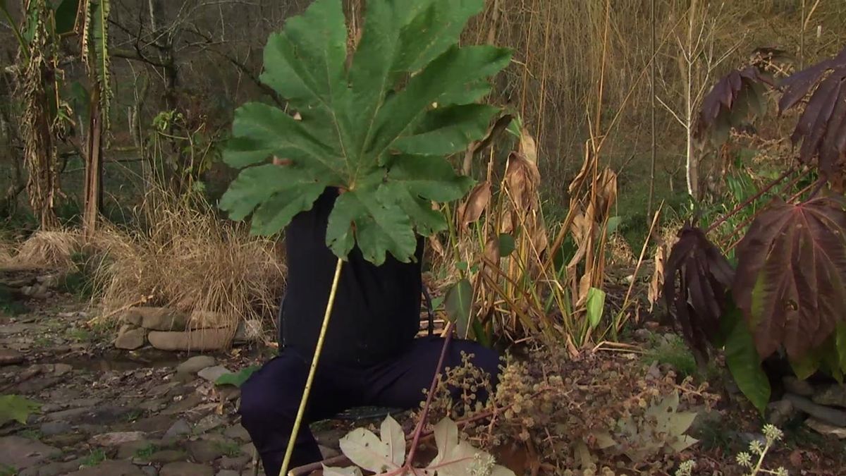 deco 760 jardin hoja del Tetrapanax rex