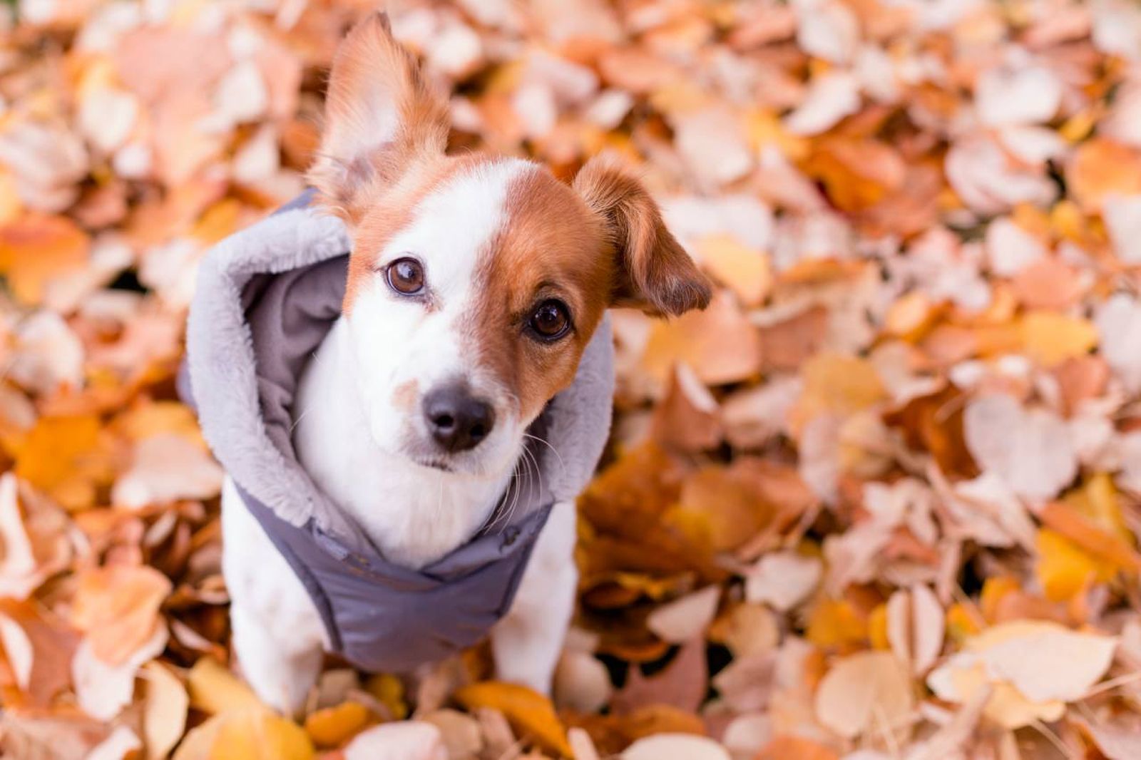 Los perros de pelo corto o pequeños pueden ser más susceptibles a las bajas temperaturas.