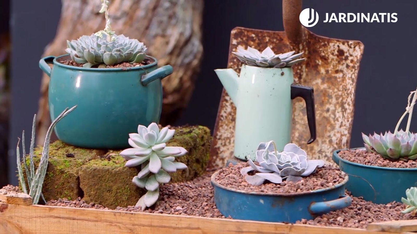 brico 946 3 composicion echeverias ollas azules xl brico 946 3 composicion echeverias ollas azules xl