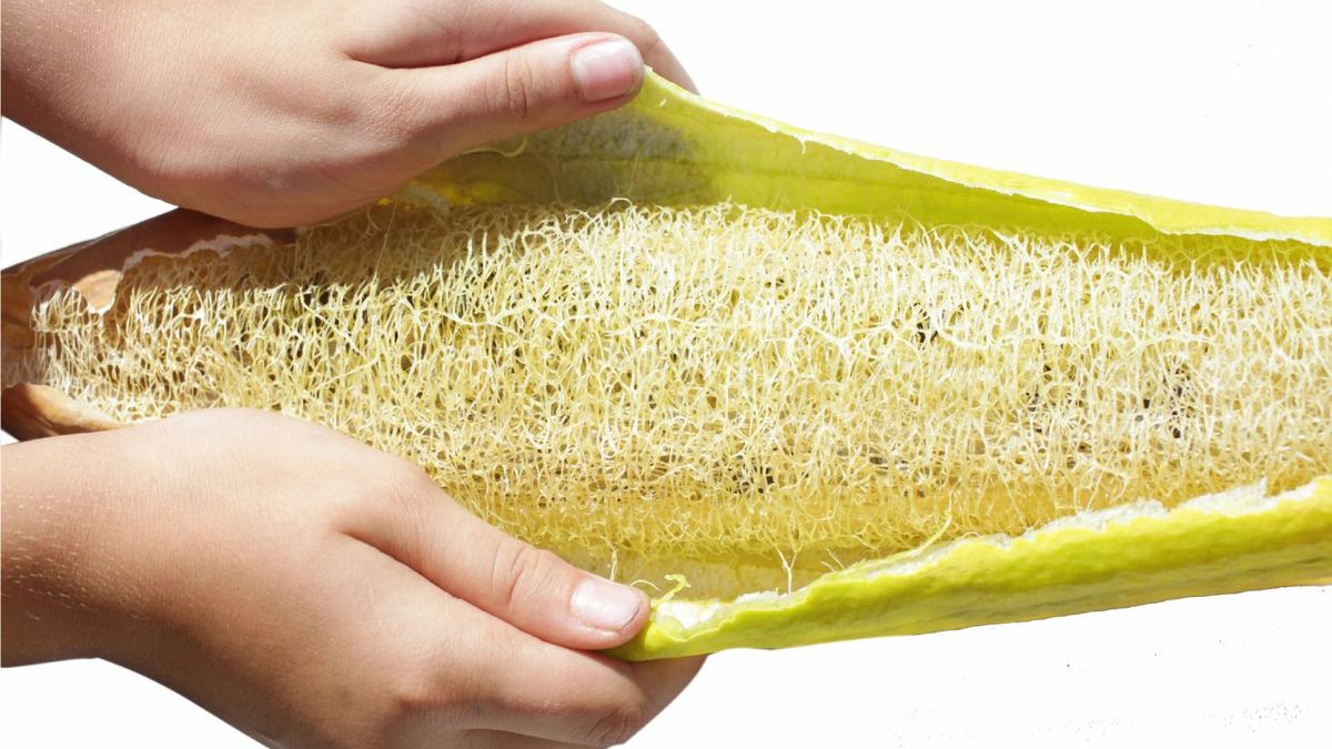 Lufa, esponja vegetal