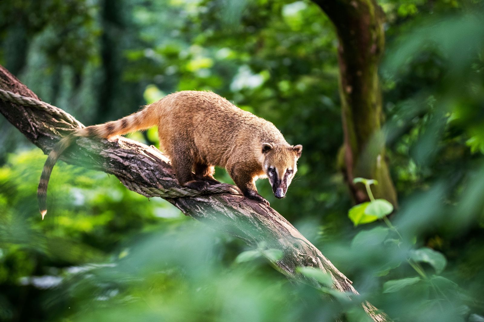 animales exoticos coati animales exoticos coati