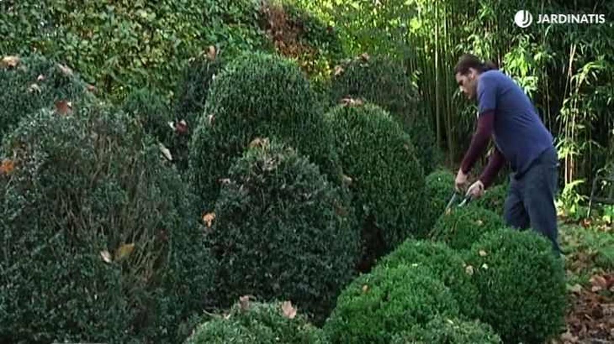 jardin de esferas con boj brico 727