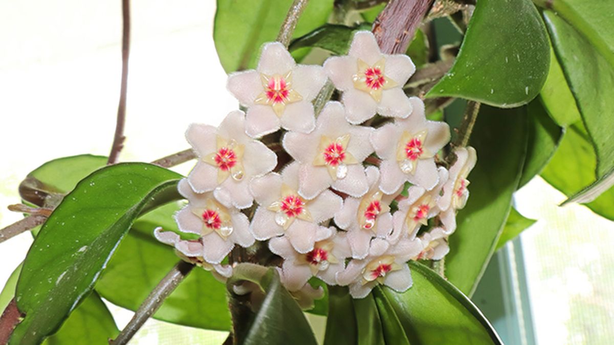 hoya carnosa planta interior flroes