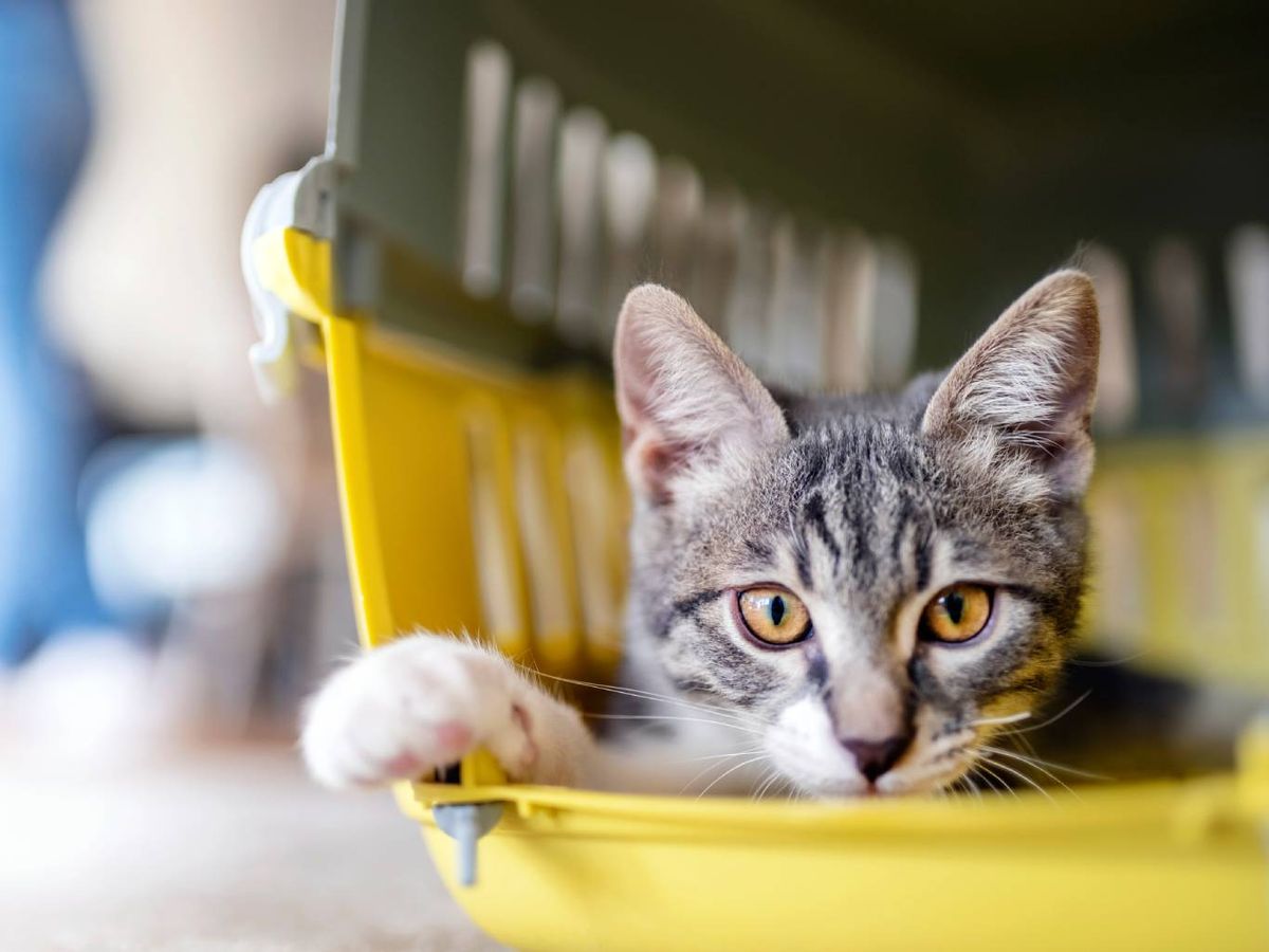 El precio de la castración puede cambiar según el tipo de clínica (pública, privada o protectora).