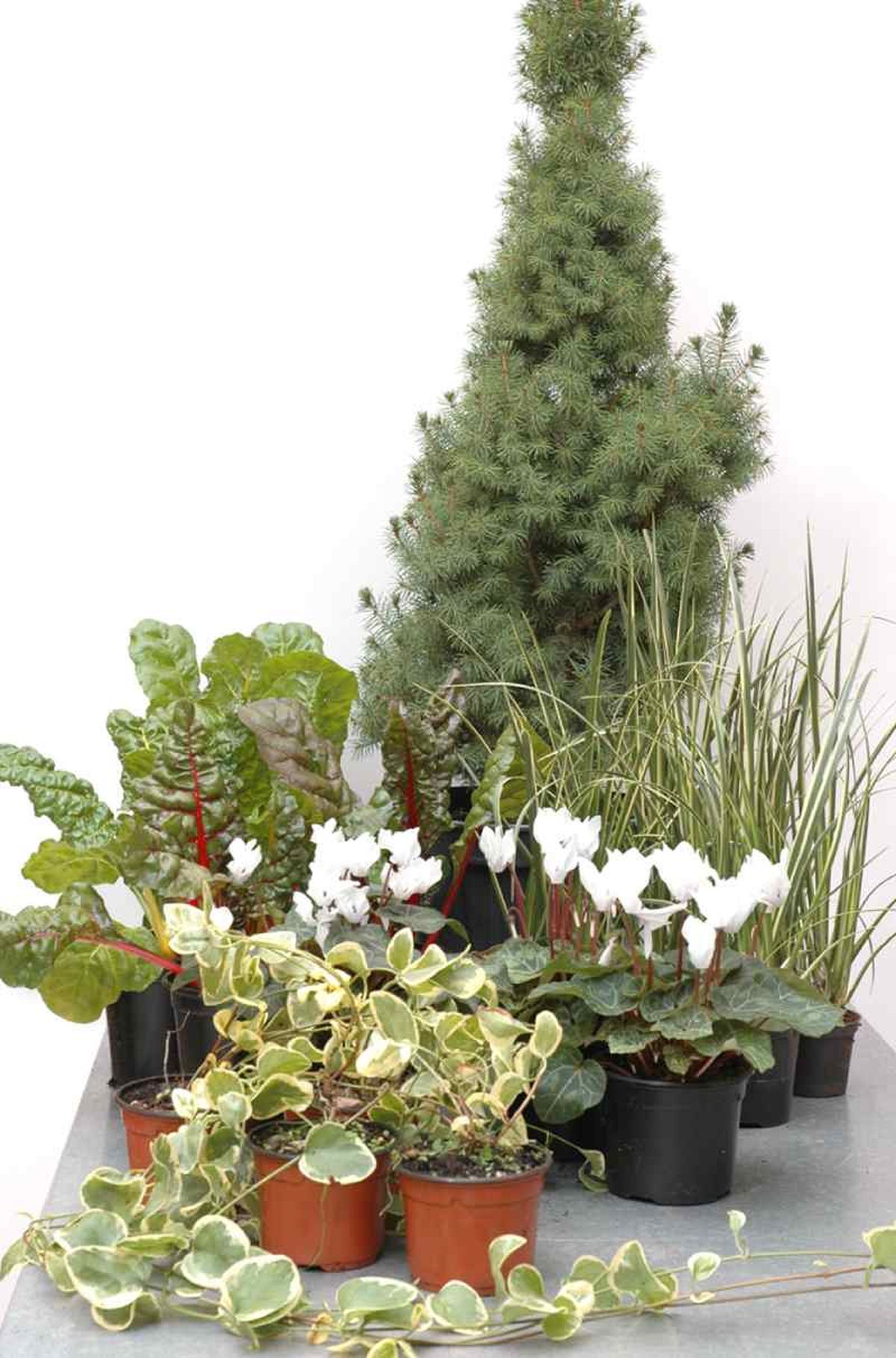 Plantas para la composición con el abeto cónico