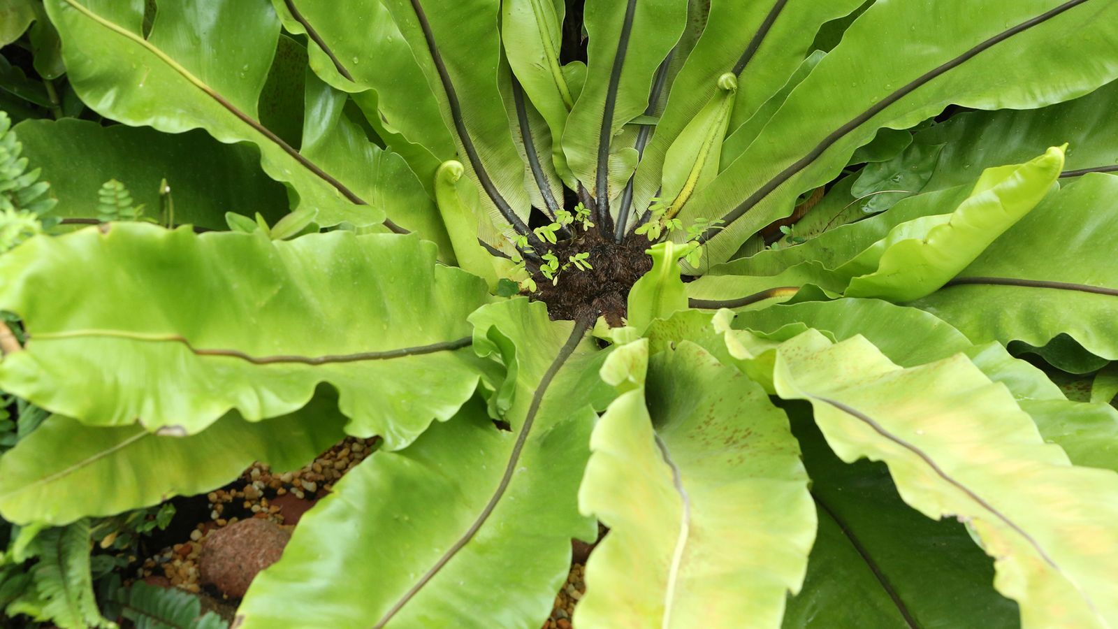 Helecho asplenium Helecho asplenium