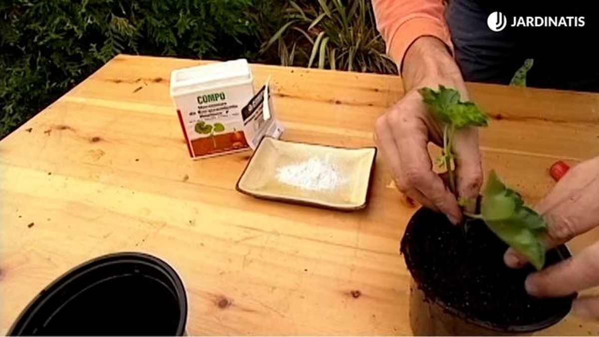 hacer esquejes de geranio en invierno brico 351