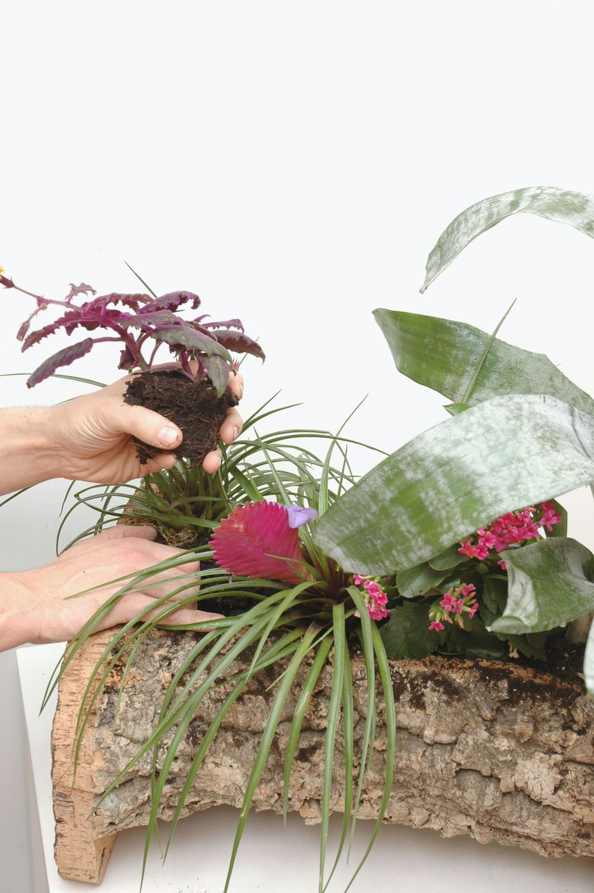 Composición con bromelias paso 4