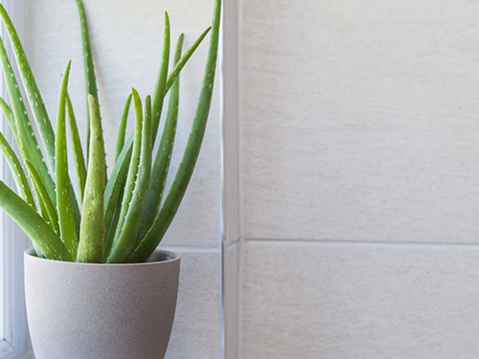Aloe vera.
