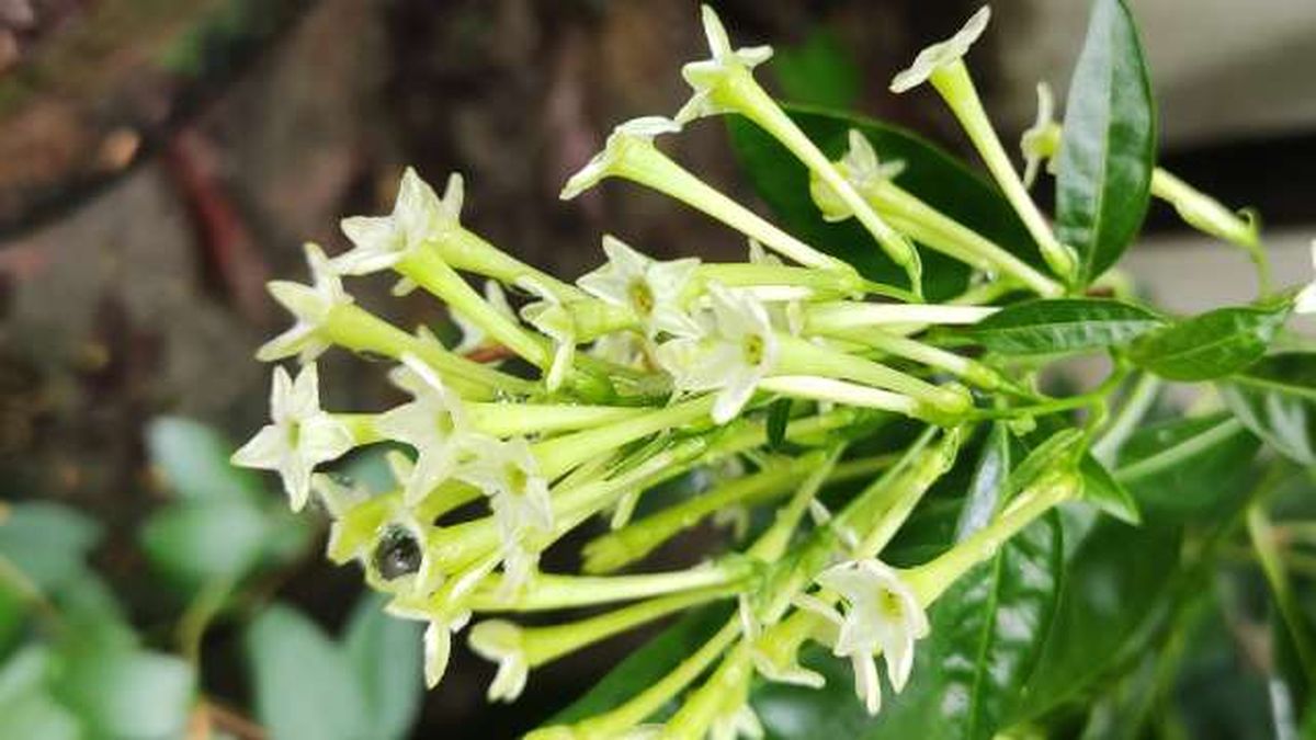Cestrum nocturnum huele por la noche