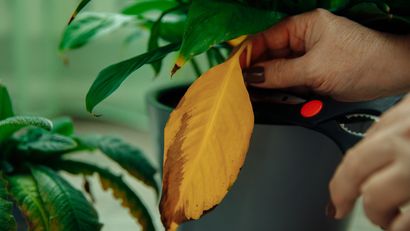 A veces, la mejor decisión es dejar que la planta complete el proceso de forma natural