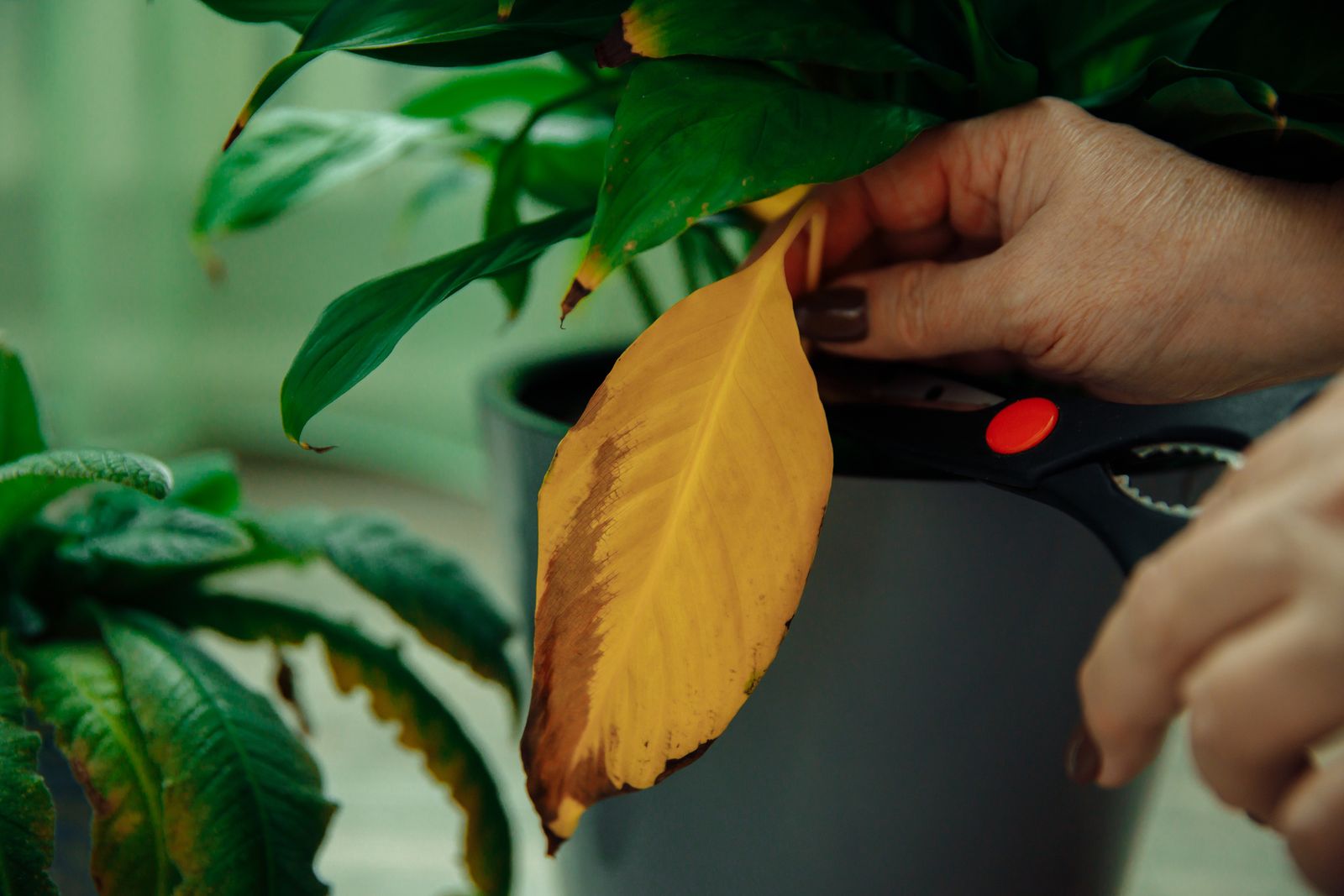 A veces, la mejor decisión es dejar que la planta complete el proceso de forma natural