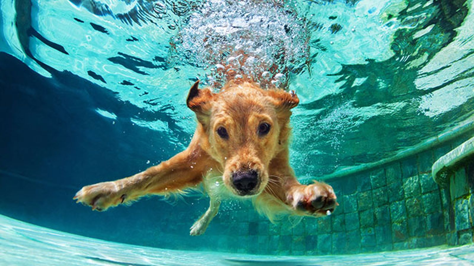 perro buceando perro buceando