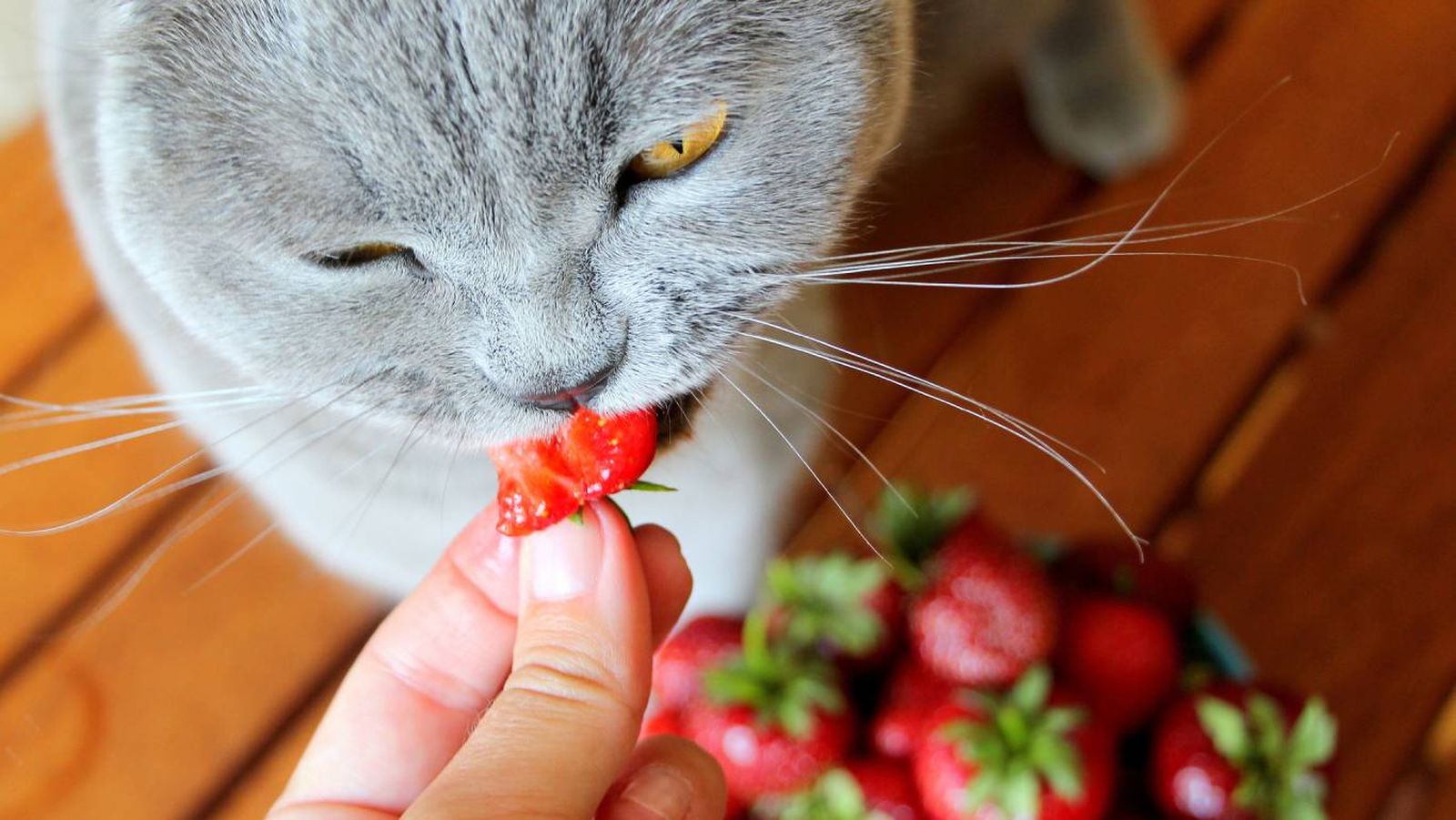 Los gatos pueden comer fresas en cantidades pequeñas y de forma puntual.