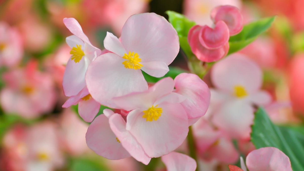 begonia semperflorenscultorum