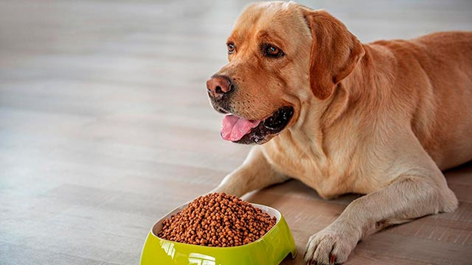 comer dia perro 4