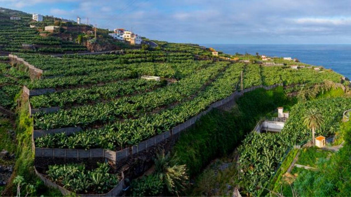 plantaciones bananeras en la palma islas canarias españa