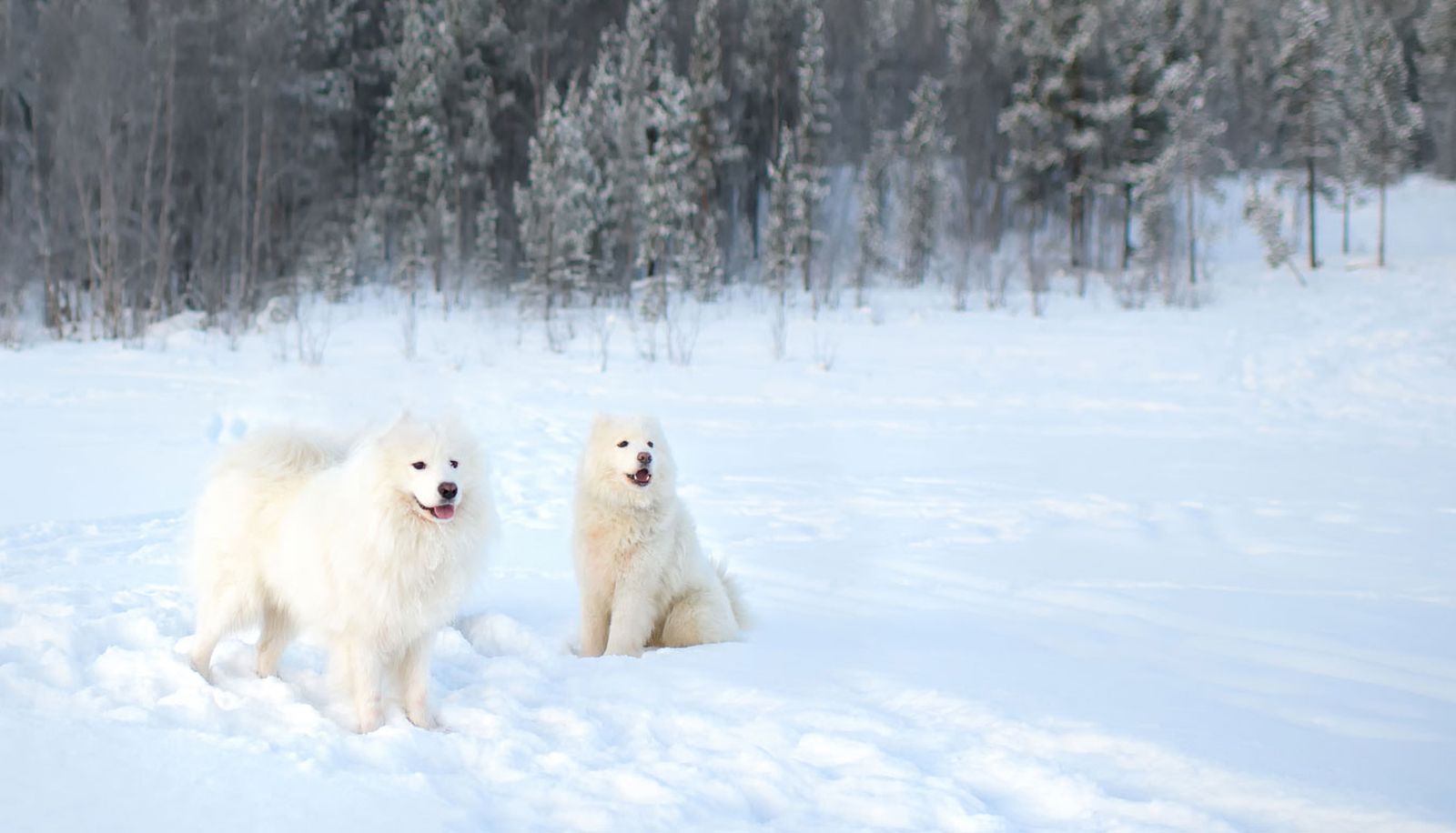 samoyedo origen rusia samoyedo origen rusia